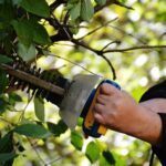 Disputes over trees & hedges – what you need to know