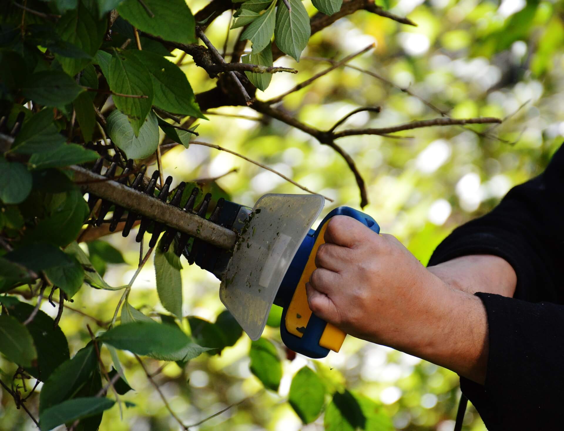 Disputes over trees & hedges – what you need to know - Tallents Solicitors