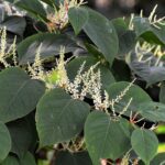 Japanese knotweed dispute resolution