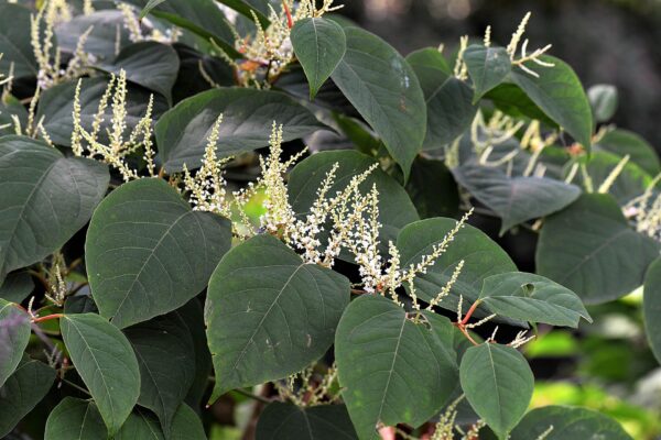 Japanese knotweed dispute resolution