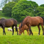 Agricultural law, grazing licences and tenancies