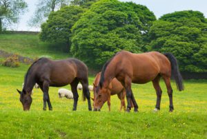 Agricultural law, grazing licences and tenancies