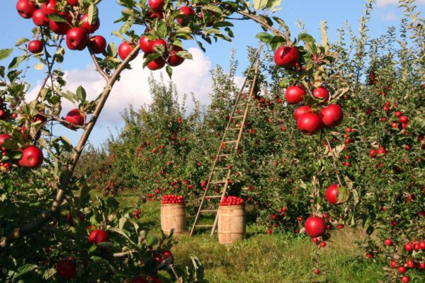 Farmers welcome extension to Seasonal Workers Pilot in 2021